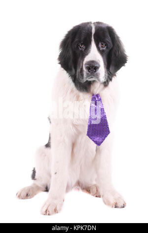 Landseer Hund weihnachten santa weiße Welpen xmas Stockfoto