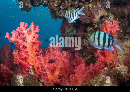 Sergeant Major (Abudefduf Saxatilis) und eine rote Dendronephthya Stockfoto