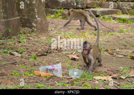 Ein neugierig Baby macaque Affen zu Fuß und auf der Suche nach Lebensmitteln, die Untersuchung eine leere Schale aus Kunststoff, Links als Abfall von Touristen. Kambodscha, Süd Ost Asien. Stockfoto