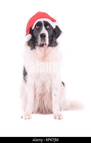 Landseer Hund weihnachten santa weiße Welpen xmas Stockfoto