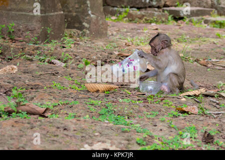 Ein neugieriger macaque Affen sitzen und auf der Suche nach Lebensmitteln, die Untersuchung eine leere Schale aus Kunststoff, Links als Abfall von Touristen. Kambodscha, Süd Ost Asien. Stockfoto