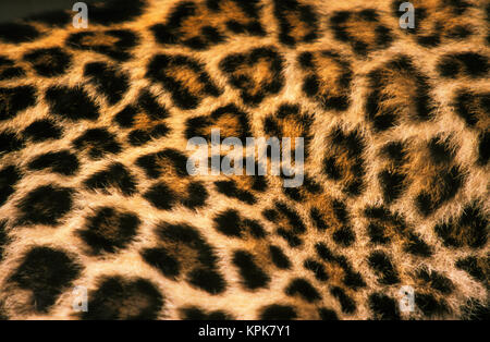 Pelz Detail der asiatischen Leopard oder panthera Pardus. Stockfoto