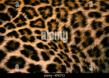 Pelz Detail der asiatischen Leopard oder panthera Pardus. Stockfoto