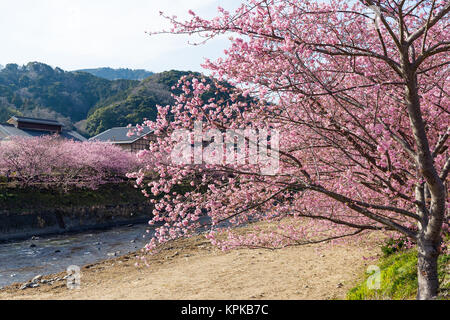 Sakura in kawazu Stadt Stockfoto