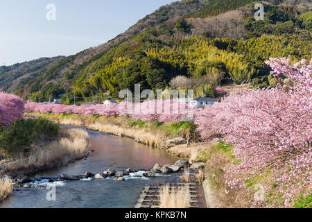 Sakura in der japanischen Stadt Stockfoto