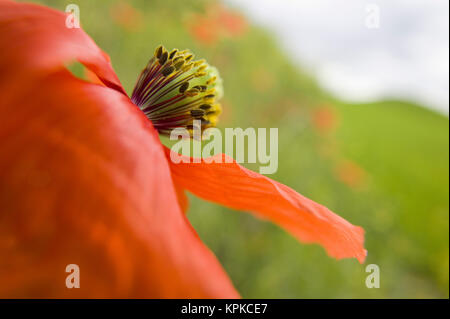 NA, USA, Washington State, Colfax, Feuer Mohn wächst in der Palouse Region Washington State Stockfoto