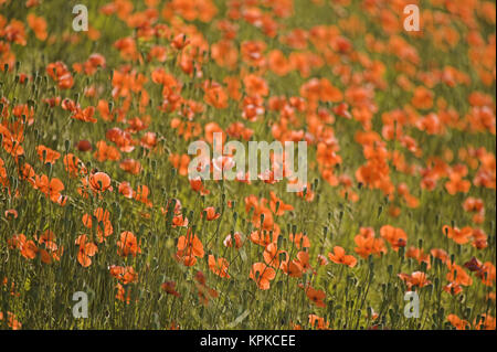 NA, USA, Washington State, Colfax, Feuer Mohn wächst in der Palouse Region Washington State Stockfoto