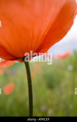 NA, USA, Washington State, Colfax, Feuer Mohn wächst in der Palouse Region Washington State Stockfoto