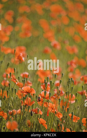 NA, USA, Washington State, Colfax, Feuer Mohn wächst in der Palouse Region Washington State Stockfoto