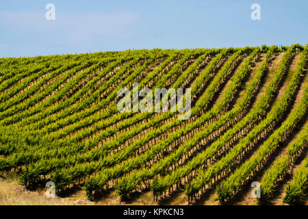 USA, Washington, rollenden Weinberge In Yakima County Stockfoto