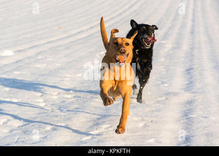 Zwei Hunde laufen und Spielen im Schnee Stockfoto