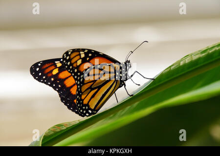 Monarch Butterfly, Monarch - danaus plexippus Stockfoto