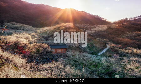 Gwangyang Pflaume Blume Dorf Sonnenuntergang Stockfoto