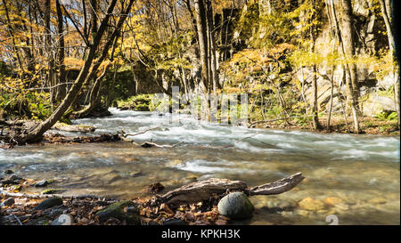 Geheimnisvolle Oirase Strom fließt durch den Wald in Towada Hachimantai Nationalpark in Aomori Japan Stockfoto