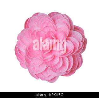 Kamelie isoliert auf weißem Hintergrund Stockfoto