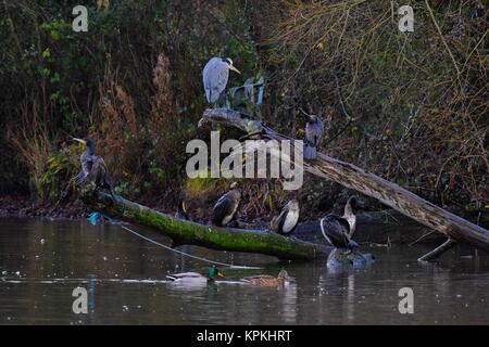 Vögel bei Mangold Behälter Somerset uk. Fischreiher und Kormorane an einem gebrochenen Baum im Wasser Stockfoto