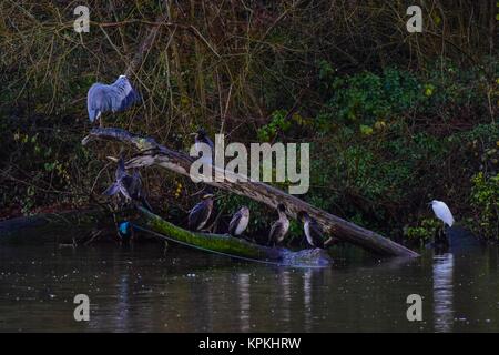 Vögel bei Mangold Behälter Somerset uk. Fischreiher und Kormorane an einem gebrochenen Baum im Wasser Stockfoto