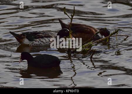 Vögel bei Mangold Behälter Somerset uk. Enten Stockfoto