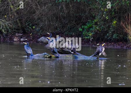 Vögel bei Mangold Behälter Somerset uk. Fischreiher und Kormorane an einem gebrochenen Baum im Wasser Stockfoto