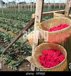 Rosen-Ernte, Plantage in Tumbaco, Cayambe, Ecuador, Südamerika Stockfoto