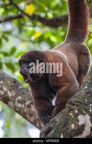 Woolly (Chorongo)-Affe im Amazonas von Ecuador Stockfoto