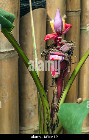 Exotische Pflanze Heliconia vor einem Bambuszaun, Ecuador Stockfoto