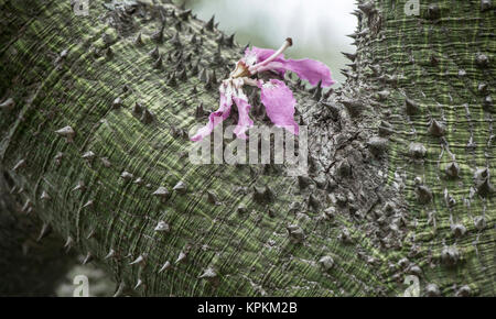 Seide Zahnseide Baum (Chorisia Speciosa) Stockfoto