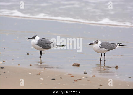 Nicht-Zucht nach lachen Möwen am Ufer Stockfoto