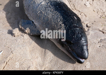 Toter Schweinswal (Phocoena phocoena) gewaschen, am Strand von Bamburgh, Northumberland, Großbritannien Stockfoto