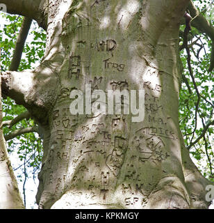 Gemeinsame Buche (Fagus sylvatica) mit Graffiti in die Rinde geschnitzt. Stockfoto