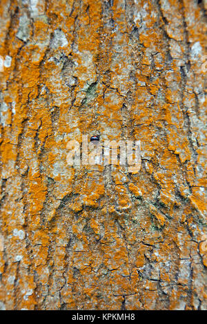 10-spot Ladybird (Adalia 10-punctata forma bimaculata) auf Flechten bewachsene Baumrinde. Stockfoto