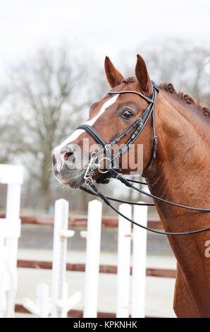 Horsehead mit headstalls Stockfoto