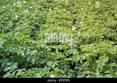 Gemüsegarten mit blühende Kartoffelpflanzen. Stockfoto