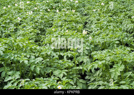 Gemüsegarten mit blühende Kartoffelpflanzen. Stockfoto