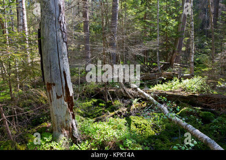 Gebrochene baum Wurzeln teilweise sank innerhalb von nadelbäumen stehen Stockfoto