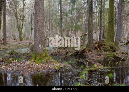 Frühling nass Mischwald mit stehendem Wasser Stockfoto