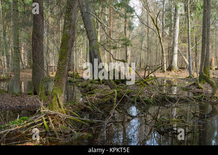 Frühling nass Mischwald mit stehendem Wasser Stockfoto