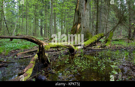 Frühling nass Mischwald mit stehendem Wasser Stockfoto