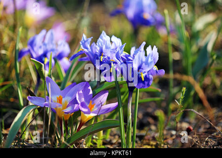 Zwergiris mit Krokussen im Vorfrühling Stockfoto