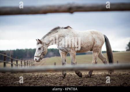 Pferd (Farbe getonte Bild flach DOF) Stockfoto