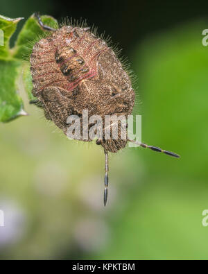 Haarige Shieldbug endgültige instar Nymphe (Dolycoris baccarum) auf dem Rand eines Blattes. Cahir, Tipperary, Irland. Stockfoto