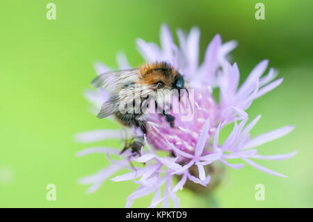 Â Makroaufnahme einer Hummel Pollen sammeln Stockfoto