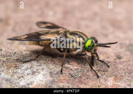 2-flügeligen Deerfly, Pferdebremse (Chrysops relictus). Foto einer Frau auf einem Stein. Cahir, Tipperary, Irland. Stockfoto