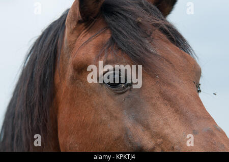 Eine Menge fliegen ist in der Nähe von Das Auge des Pferdes Stockfoto