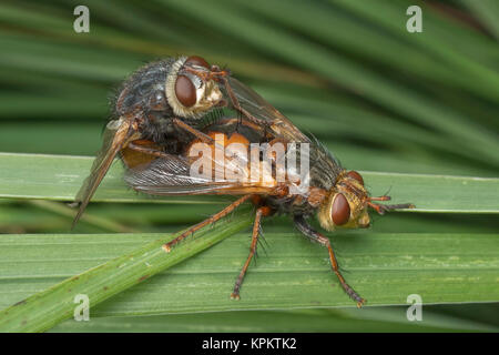 Paarung Tachinid fliegt (Tachina fera) auf Grashalm. Cahir, Tipperary, Irland. Stockfoto