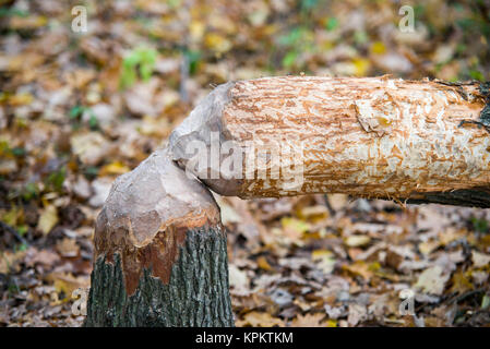 Biber Ruinen von einem Eichenwald Stockfoto