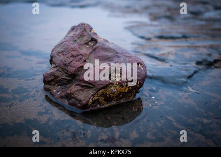 Ein Herz geformten Felsen mit Seepocken gefunden am Strand von boggle Loch in North Yorkshire. Stockfoto