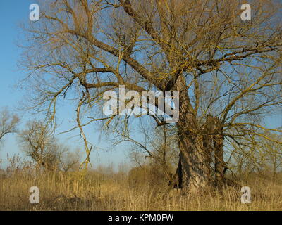 Alte Beweidung im Landschaftsschutzgebiet amperauen Stockfoto