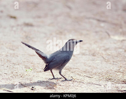 Catbird auf dem Boden Stockfoto