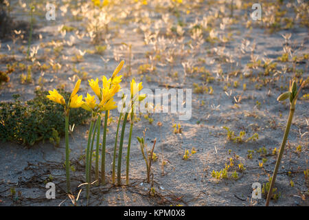 Ananuca Blumen in der Atacama-wüste, Chile. Die Veranstaltung blühende Wüste (Spanisch Stockfoto